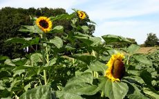Sonnenblumen-102.jpg